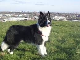 My Favourite Dog A Gorgeous Long Haired Border Collie Like My Old Dog Fly Border Collie Collie Old Dogs