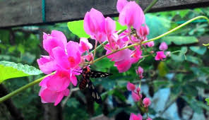 Kisah ini dibumbui dengan air mata, emosi, kesabaran, perjuangan, kecerdasan, dan permainan otak. Panduan Cara Menanam Dan Merawat Bunga Air Mata Pengantin Sebagai Tanaman Hias Di Rumah Faunadanflora Com
