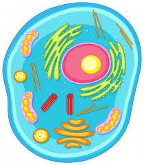 We did not find results for: Download Animal Cell Diagram In Colors For Free Animal Cell Project Animal Cell Cell Diagram