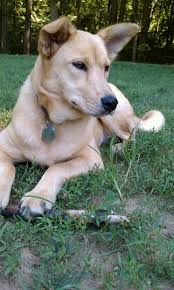 Carolina Dog Wikipedia