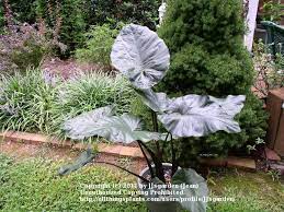 Photo Of The Entire Plant Of Elephant Ear Alocasia Plumbea Nigra Posted By Jjsgarden Garden Org