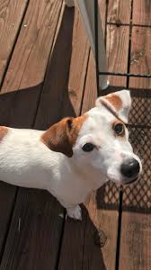 These pictures of jack russells will melt your heart! My Nine Month Old Short Legged Jack Russell Aww