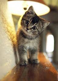 Pinpopular Cutest Baby Animals Pictures Of Kittens Dogs Kittens Baby Animals Pictures Kittens Cutest Cute Animals