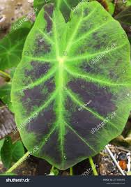 Image result for Remusatia