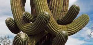 El diagrama de ishikawa ayuda a graficar las causas del problema que se estudia y analizarlas. Locos Por Los Cactus