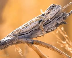 Image result for Pogonarthria