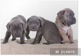 The length of the head is about 35% of the overall height of the animal. Italian Mastiff Cane Corso Poster Pixers We Live To Change
