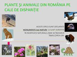 Plante Si Animale Pe Cale De Disparitie By Balada65 Issuu