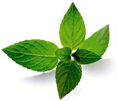 Peppermint os has 16 repositories available. Peppermint Essential Oil Supplies For Candles