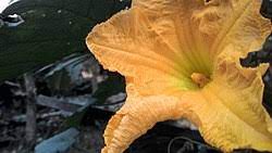 Kembang eurih / bunga rumput liar = ancul. Waluh Wikipedia Bahasa Indonesia Ensiklopedia Bebas