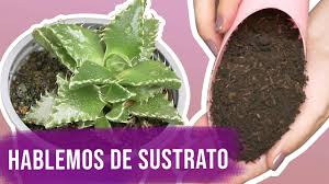 El daño típico son podredumbres , tanto en los tallos como en el cuello a ras de suelo o en raíces. Como Recuperar Una Suculenta Podrida Hongo Negro Youtube