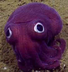 Strange Purple Sea Creatures Found In Deep Ocean Trenches Weird Sea Creatures Ocean Creatures Deep Sea Creatures