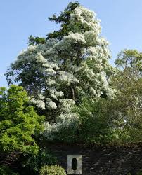 Image result for Chionanthus niloticus