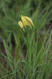 Image result for Nervilia kotschyi