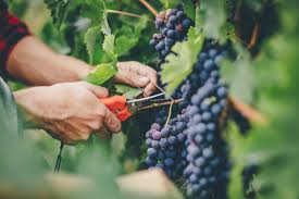 Proper grape storagegrapes are a great snack to keep around. Grapes Health Benefits Tips And Risks