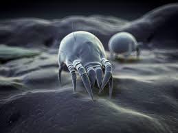 Image result for Dust mite