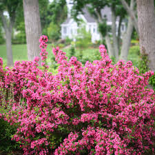 Mild florida winters give way to a beautiful spring. Sonic Bloom Pink Reblooming Weigela Weigela Florida Proven Winners