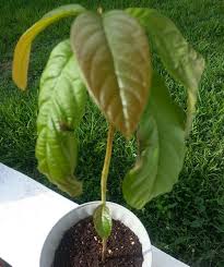 If the leaves are yellow, it's had too much water. Avocado Leaves Turning Brown What To Do