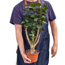 Image result for Polyscias