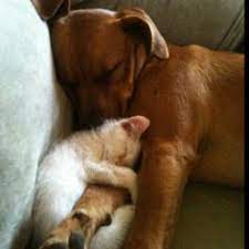 No matter of your age and gender, you are all welcome to play the best free online games in the kitty section. 25 Puppy Kitty Combos Ideas Dog Cat Cute Animals Animals