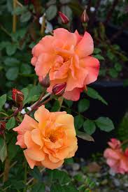 Westerland rose is an heirloom rose variety that can be grown as a large shrub rose or trained as a compact climbing rose. Westerland Rose Rosa Westerland In Denver Centennial Littleton Aurora Parker Colorado Co At Tagawa Gardens