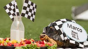 Here are charlene guignard and marco fabbri of italy. Marco Repeats As Zoopolis 500 Champ