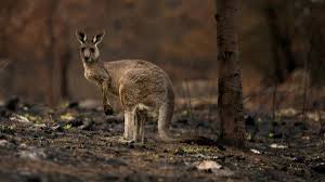 Check spelling or type a new query. El Incendio Forestal Del Suroeste Australiano Se Agrava Y Arrasa 71 Viviendas