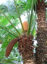 The genotypes that fulfill this condition are ppyyii, ppyyii, ppyyii. Cycad Wikipedia