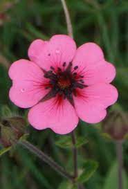 Heart shaped flower wreath on rustic background. Perfect Flower For Valentine S Day Heart Shaped Pink Petals Heart In Nature Heart Shape Petals Flower Heart