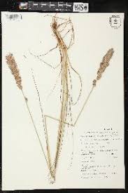 Image result for Eragrostis chapelieri