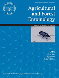 Image result for Indigofera brachynema