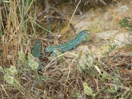 Lizard Of Formentera With Images Ibiza Formentera Formentera Lizard