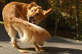 Dogs Chasing Their Tails Are Akin To Humans With Ocd Smart News Smithsonian Magazine