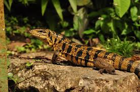 The metals daily interactive gold chart has visual, stock charting (candlestick, ohlc, indicators) and technical analysis library built in making this a very user friendly charting tool. Golden Tegu Tupinambis Teguixin Tegu Pet Lizards Tegu Lizard