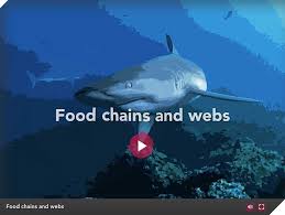 A simple food chain that links producers and consumers in a linear fashion illustrates how energy and matter move through the trophic levels of an ecosystem. Food Chains And Webs Discovering Galapagos