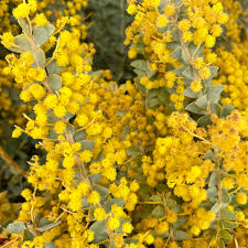 Image result for Acacia fleckii