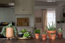 Check spelling or type a new query. Succulents 8 Tips To Help Your Favorite Indoor Plants Survive Winter Gardenista