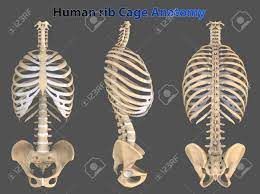 The rib cage shields the heart and lungs from damage. Rib Cage Or Thoracic Cage Is The Arrangement Of Ribs Attached Stock Photo Picture And Royalty Free Image Image 153136034