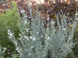 Image result for Gomphostigma virgatum