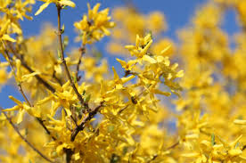 Forsythia Information From Flowers Org Uk