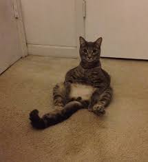 Maybe you would like to learn more about one of these? These Cats Have Decided It S Time To Sit Like Humans 15 Photos I Can Has Cheezburger