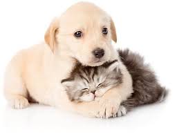 Find and review dog kennels in and around west sussex on the good dog guide. Pet Resort Dog Boarding Kennels In Gold Coast