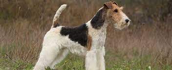 Smooth fox terriers have smooth, hard, dense coats that shed very little. Wire Fox Terrier Dog Breed Profile Petfinder