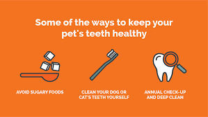 Spot pet insurance is a crum and forster brand, so all of these brands will have similar coverage. Pet Dental Insurance Pet Insurance That Covers Dental Iselect