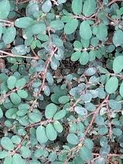 Image result for Euphorbia platyrrhiza