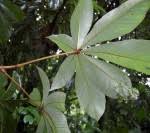 Image result for Myrianthus arboreus