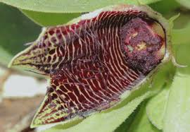 Image result for Psammotropha myriantha