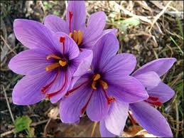 Saffron Crocus Sativus Herbal Remedy For Skin Conditions
