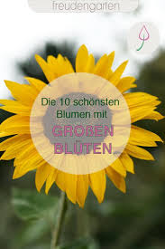 10 Pflanzen Mit Grossen Bluten Fur Den Garten In 2020 Pflanzen Garten Pflanzen Blumenbeet Anlegen