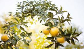 As long as the roots don't freeze, the moringa tree will come back year after year. Alan Titchmarsh On Growing Fruit In Your Garden Express Co Uk